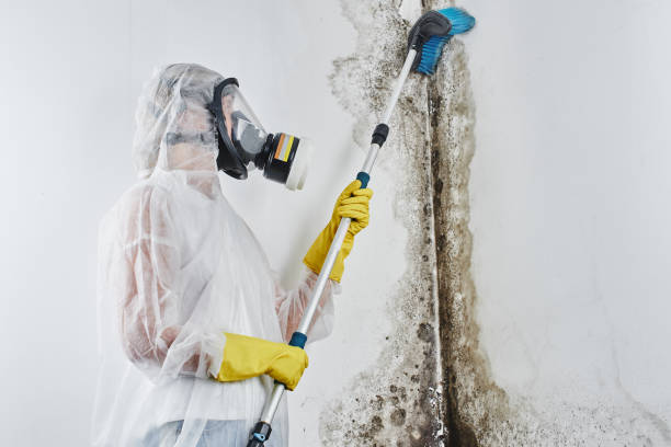 Best Mold Damage Restoration  in Panorama Village, TX